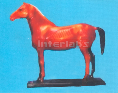 ANIMAL MODEL OF HORSE